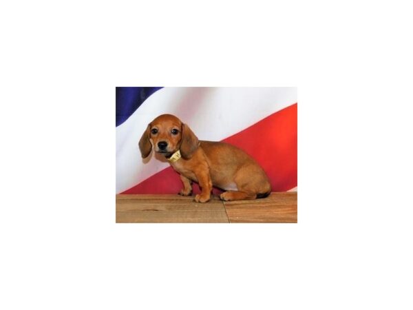 Dachshund DOG Female Red 19939 Petland Batavia, Illinois