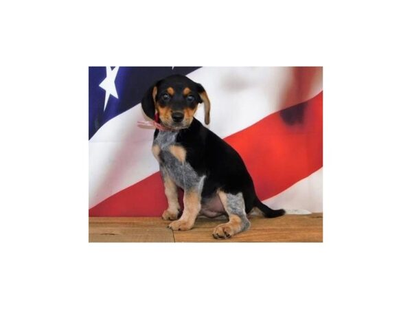 Beagle/Labrador Retriever DOG Male Black White / Tan Ticked 19942 Petland Batavia, Illinois