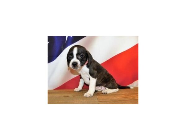 Boggle-DOG-Female-Black Brindle / White-12051-Petland Batavia, Illinois