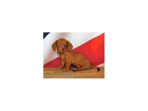 Dachshund DOG Female Red 12046 Petland Batavia, Illinois