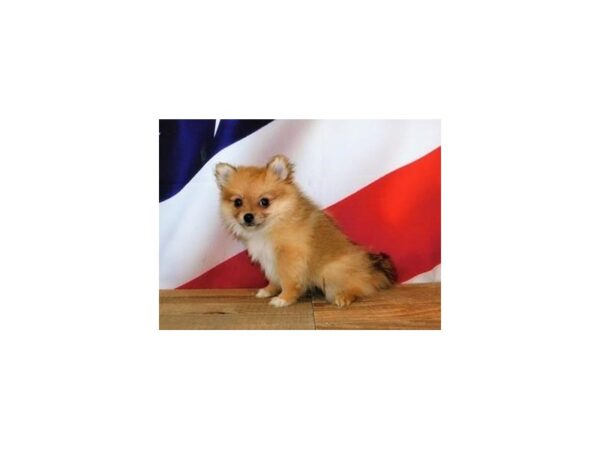 Pomeranian DOG Female Orange Sable 12048 Petland Batavia, Illinois