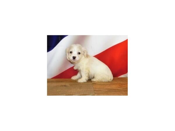 Cocker/Malti-Chon-DOG-Male-Buff-19937-Petland Batavia, Illinois