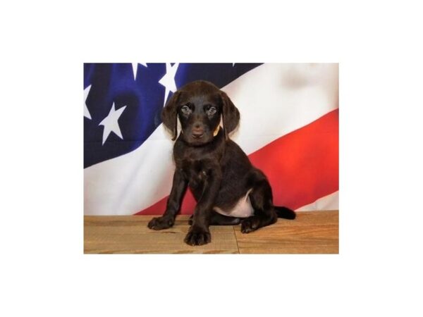 WeimarDoodle-DOG-Female-Chocolate-12043-Petland Batavia, Illinois