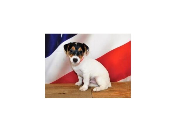 Jack Russell Terrier DOG Male White Black / Tan 12050 Petland Batavia, Illinois