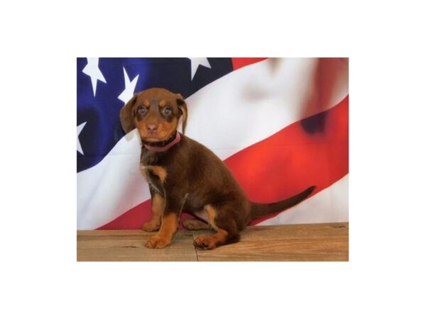 Beagle/Labrador Retriever DOG Female Chocolate / Tan 12057 Petland Batavia, Illinois