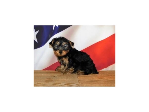 Yorkshire Terrier DOG Male Black / Tan 12056 Petland Batavia, Illinois