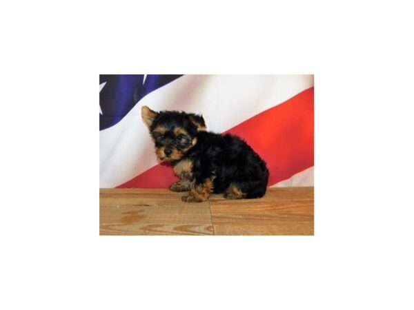 Yorkshire Terrier DOG Female Black / Tan 12055 Petland Batavia, Illinois