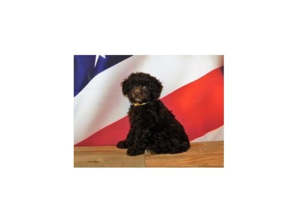 Miniature Poodle DOG Female Chocolate 12049 Petland Batavia, Illinois