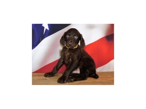 WeimarDoodle DOG Male Chocolate 20174 Petland Batavia, Illinois