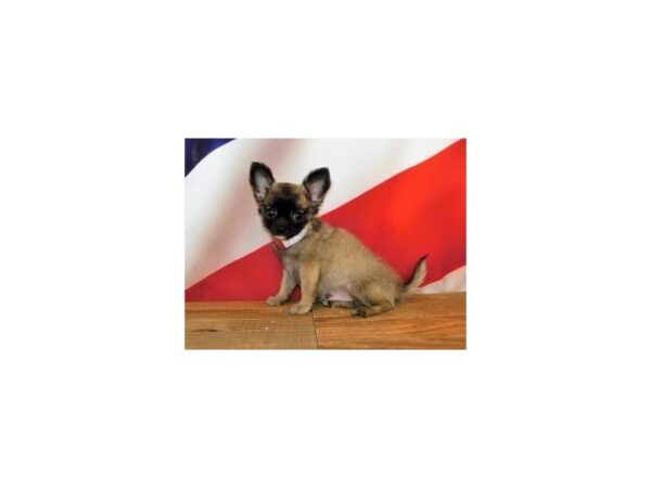 Chihuahua DOG Male Fawn Sable 20164 Petland Batavia, Illinois