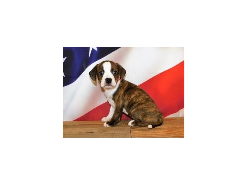 Boggle Puppy Brindle / White ID:20167 Located at Petland Batavia, Illinois