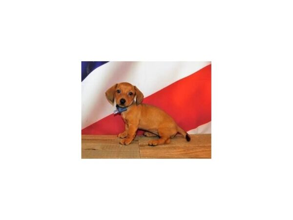 Dachshund DOG Female Red 20165 Petland Batavia, Illinois