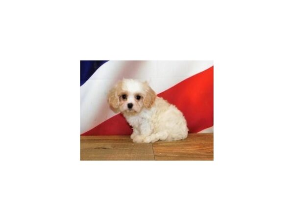 Cavachon DOG Female Blenheim 20168 Petland Batavia, Illinois