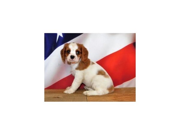 Cavalier King Charles Spaniel DOG Female Blenheim 20170 Petland Batavia, Illinois