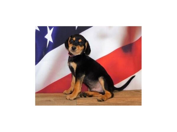 Beagle/Labrador Retriever DOG Male Black / Tan 20171 Petland Batavia, Illinois