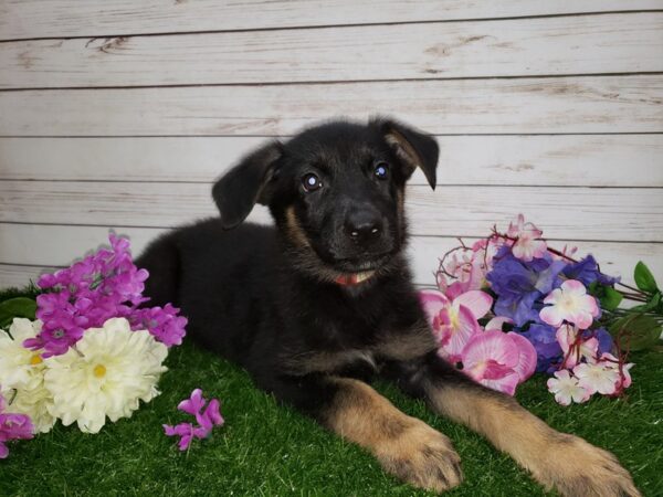 German Shepherd DOG Female Black and Tan 20160 Petland Batavia, Illinois