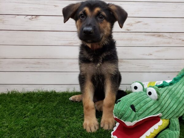 German Shepherd DOG Male Black and Tan 20159 Petland Batavia, Illinois