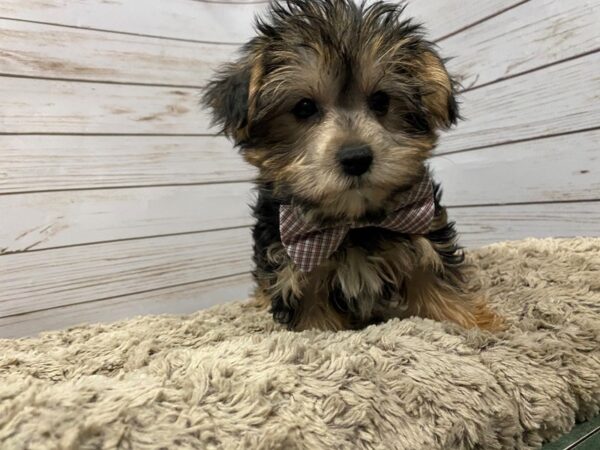 Morkie DOG Male Black / Gold 12042 Petland Batavia, Illinois