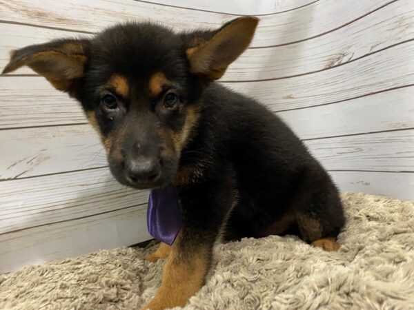 German Shepherd DOG Male Black and Tan 12038 Petland Batavia, Illinois