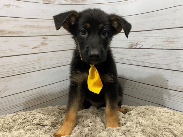 German Shepherd DOG Male Black and Tan 12037 Petland Batavia, Illinois