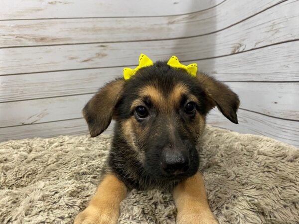 German Shepherd DOG Female Black and Tan 12035 Petland Batavia, Illinois