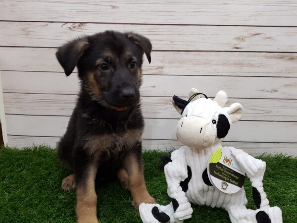 German Shepherd DOG Male Black and Tan 20158 Petland Batavia, Illinois