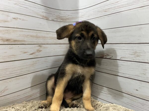 German Shepherd-DOG-Female-Black and Tan-12039-Petland Batavia, Illinois
