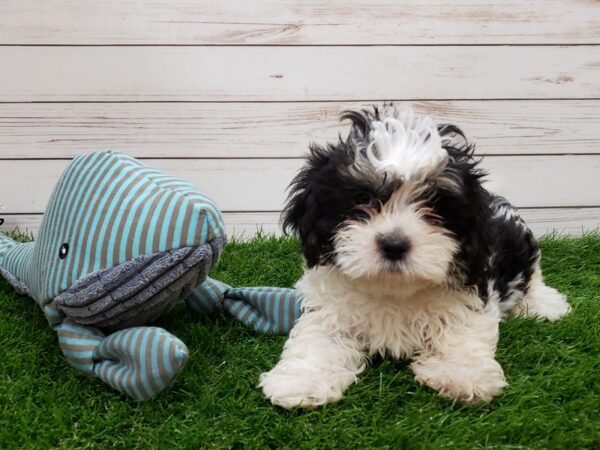 Hava Tzu DOG Male Black Gold / White 20162 Petland Batavia, Illinois