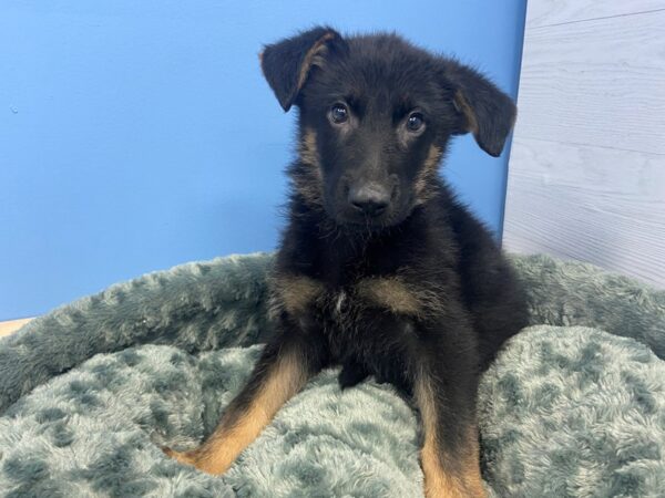 German Shepherd DOG Male Black and Tan 19946 Petland Batavia, Illinois