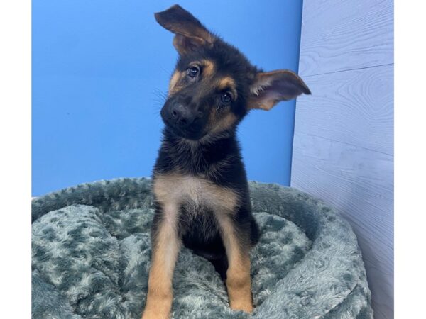 German Shepherd DOG Female Black & Tan 19947 Petland Batavia, Illinois