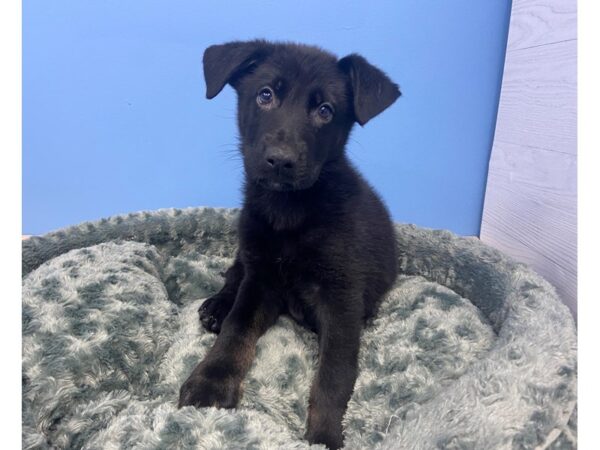 German Shepherd-DOG-Male-Black-19944-Petland Batavia, Illinois