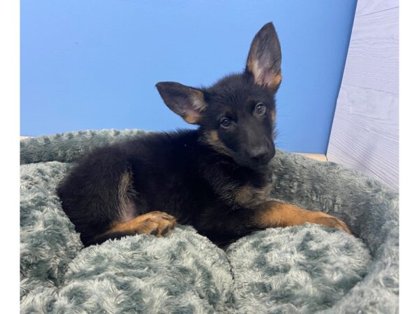 German Shepherd DOG Female Black & Tan 19945 Petland Batavia, Illinois