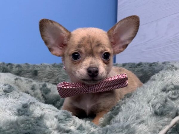 Chihuahua DOG Male Blue Brindled Fawn 19930 Petland Batavia, Illinois