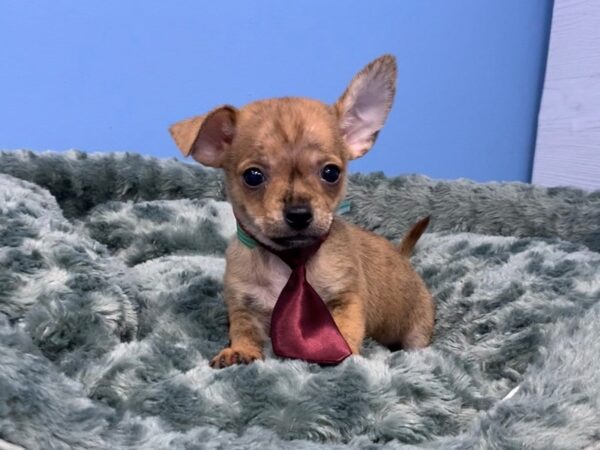 Chihuahua DOG Male Fawn Brindle 19931 Petland Batavia, Illinois
