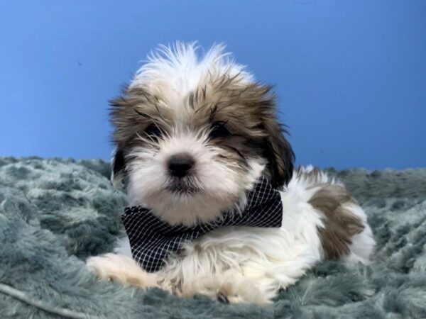 Hava Tzu DOG Male Black Gold / White 19933 Petland Batavia, Illinois