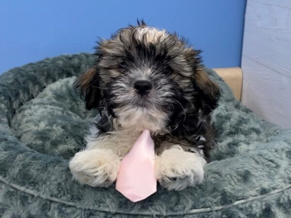Hava Tzu DOG Male Black Gold / White 19934 Petland Batavia, Illinois