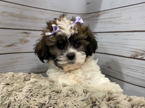 Hava Tzu DOG Female Black Gold / White 12041 Petland Batavia, Illinois