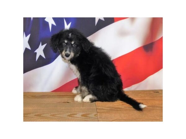 Huskipoo DOG Female Black / Tan 20183 Petland Batavia, Illinois