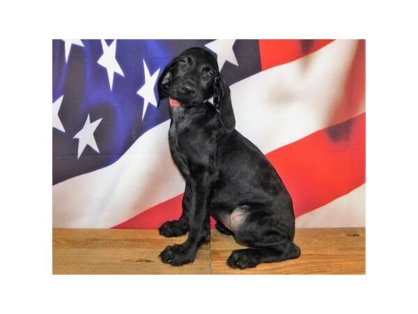 WeimarDoodle DOG Female Black 12070 Petland Batavia, Illinois