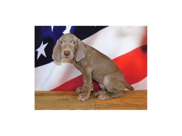 Weimaraner-DOG-Female-Silver-19956-Petland Batavia, Illinois