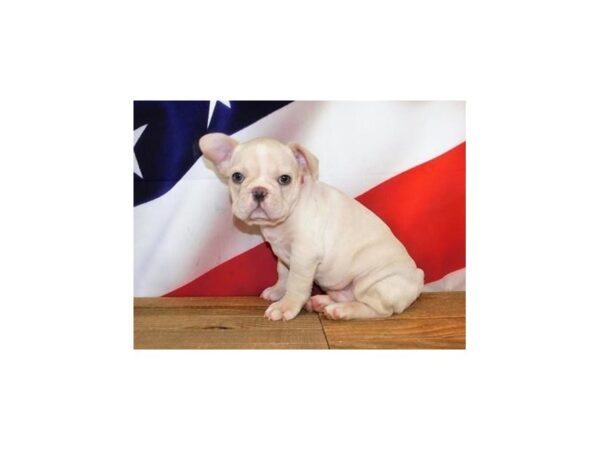 French Bulldog-DOG-Male-Cream-19953-Petland Batavia, Illinois
