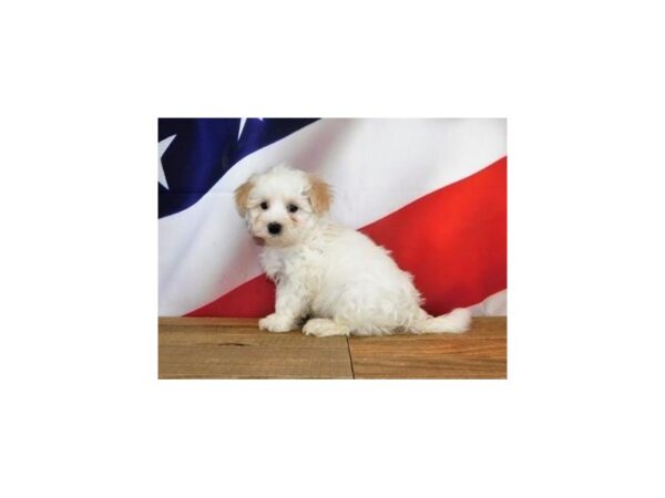 Maltipoo DOG Male White / Apricot 19960 Petland Batavia, Illinois