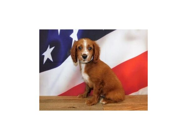 Cock A Poo 2nd Gen-DOG-Male-Red-19958-Petland Batavia, Illinois