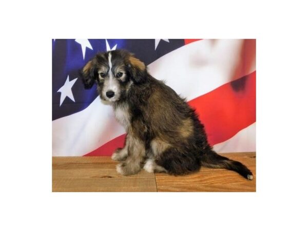 Huskipoo-DOG-Male-Sable / White-19959-Petland Batavia, Illinois