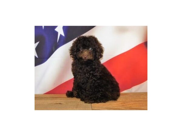 Poodle Toy-DOG-Male-Chocolate-19955-Petland Batavia, Illinois