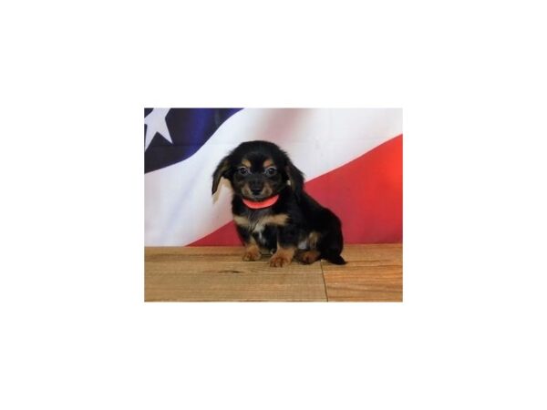 Chiweenie DOG Male Black / Tan 19957 Petland Batavia, Illinois