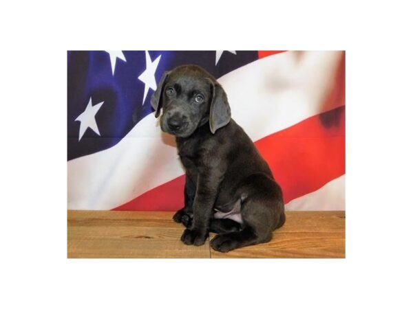 Labrador Retriever DOG Male Charcoal 19954 Petland Batavia, Illinois