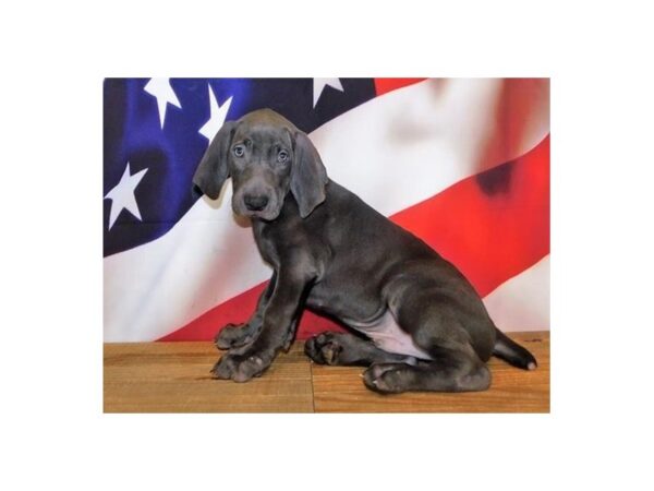 Weimaraner DOG Male Blue 20180 Petland Batavia, Illinois