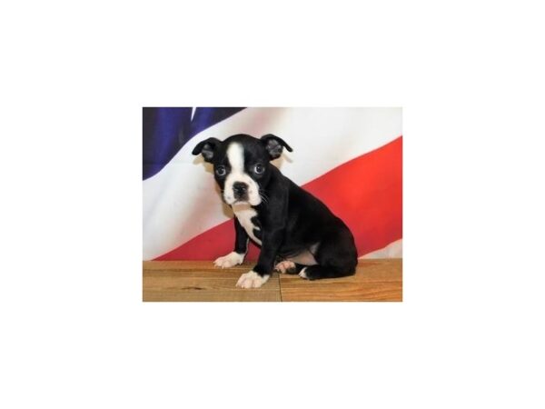 Boston Terrier DOG Female Black / White 20175 Petland Batavia, Illinois