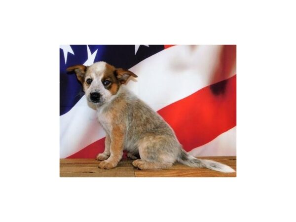 Heeler-DOG-Male-Red Merle-20185-Petland Batavia, Illinois